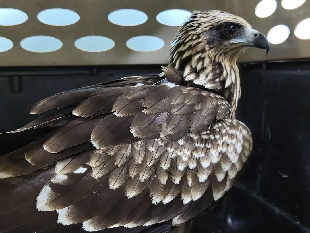 保育類野生動物黑鳶「藍K4」誤闖新北市新店區工地取食便當廚餘。(圖/新北市政府)