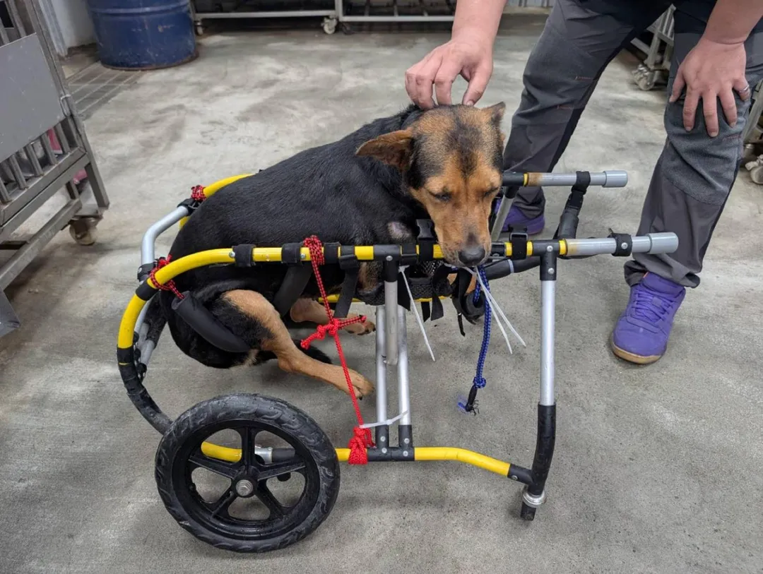學習如何使用輔具的犬隻。（圖／新北市政府提供）
