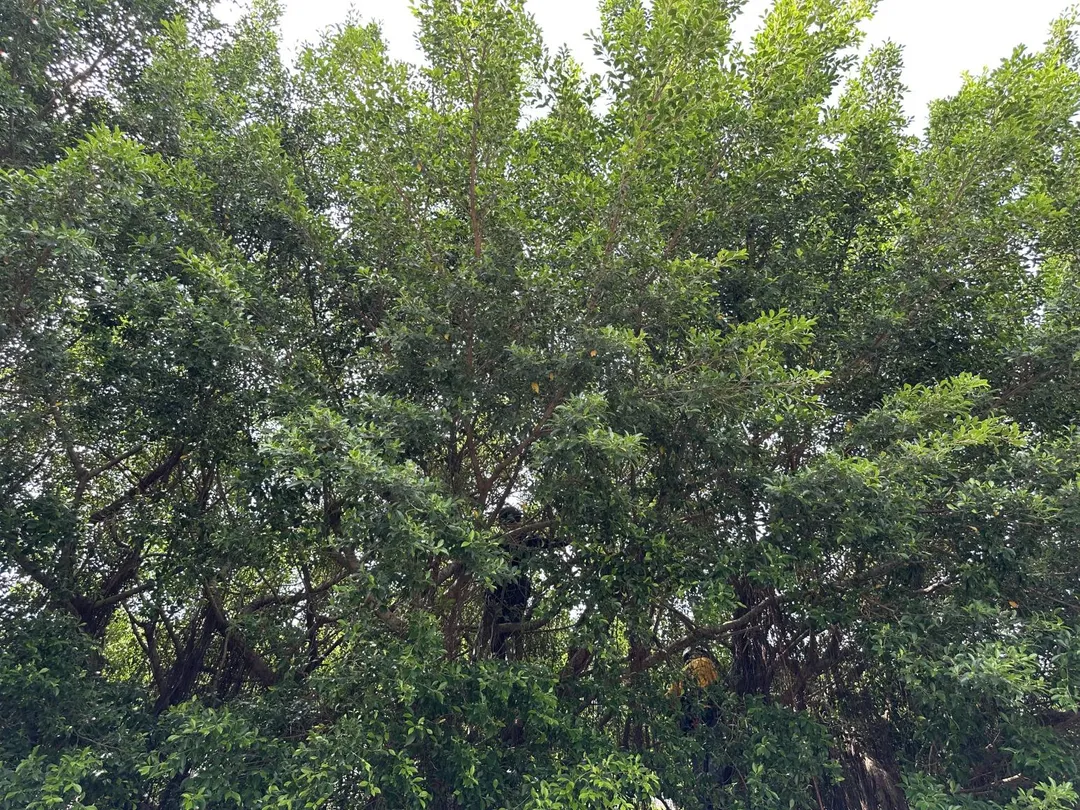 銘傳國小校園綠意盎然,大大小小的樹木不只是孩子們乘涼、遊戲的好朋友,也是許多小動物共同生活的家。(圖/銘傳國小)