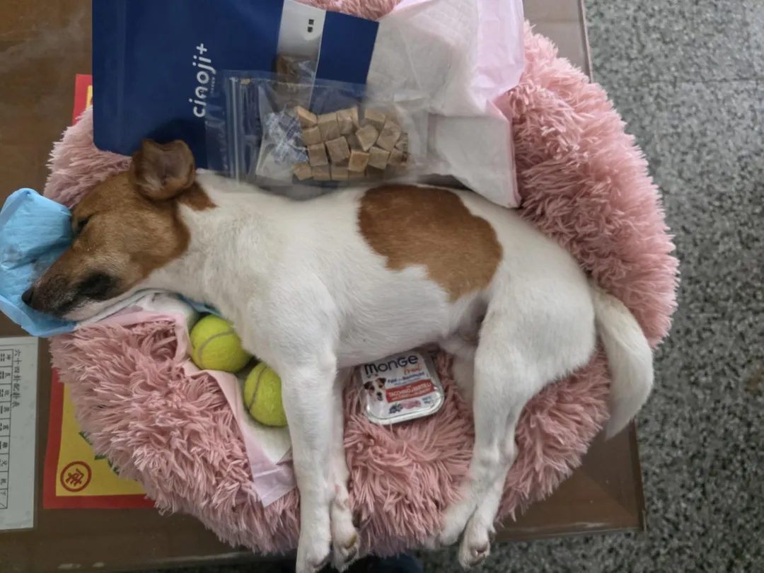 搜救犬Wilson身亡。(圖/消防局提供)