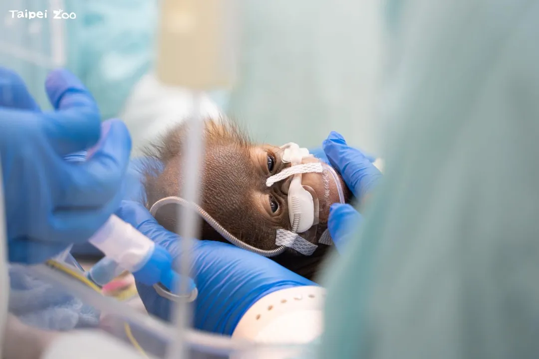 醫療照護團隊以乙寶的健康與動物福利為優先,繼續陪伴牠一步一步度過早產所帶來的各項挑戰。(圖/台北市立動物園)