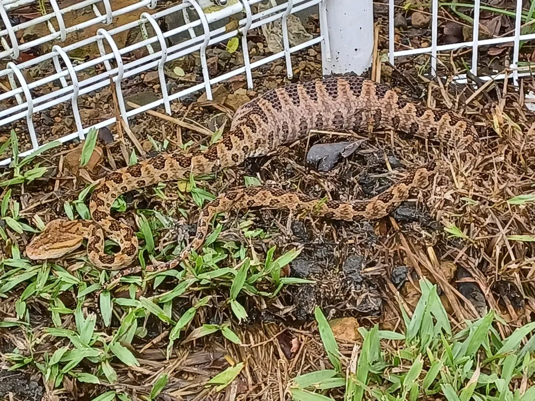 蛇類吞食老鼠後可見身軀某段明顯膨大。（圖／新北市政府）