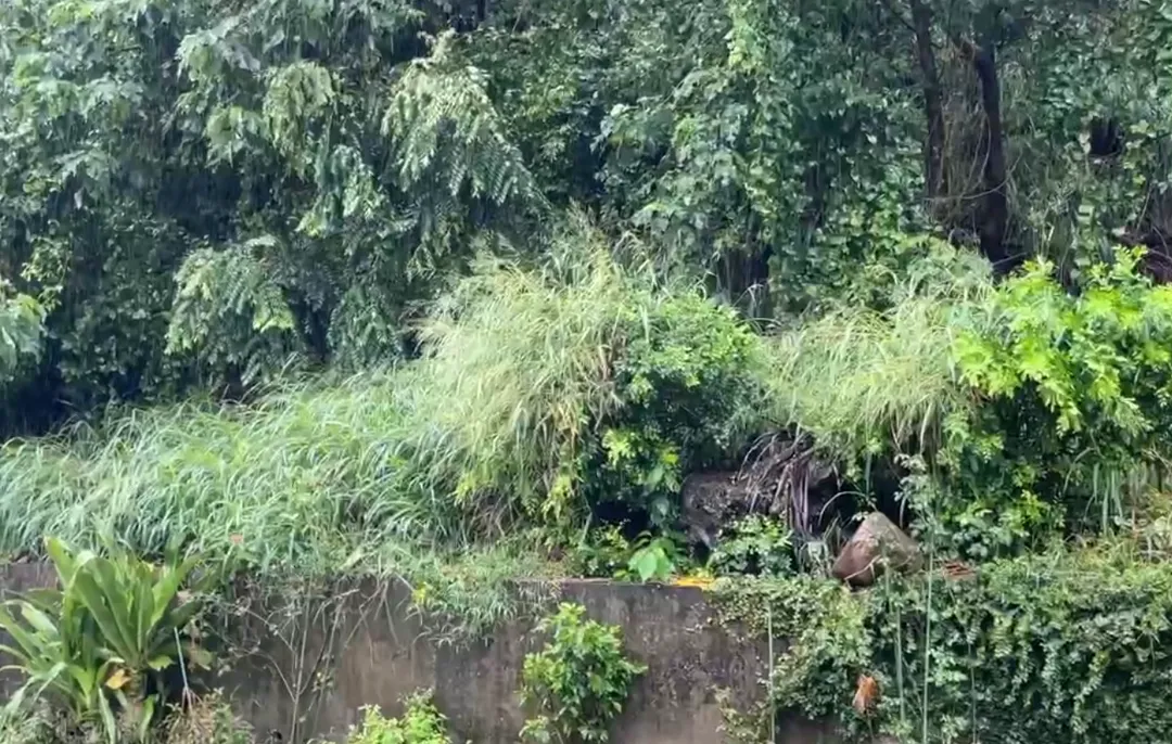 疑因雨水持續沖刷造成土石鬆動，大型石塊從山側滾落至對街。（圖／中天新聞）