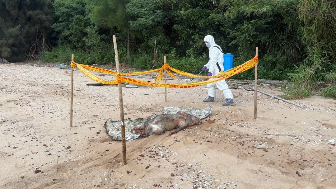 為進一步強化風險控管，農業部於25日再公告擴大暫停金門地區豬肉及其加工產品輸往台灣本島及其他離島。（圖／金門縣政府提供）