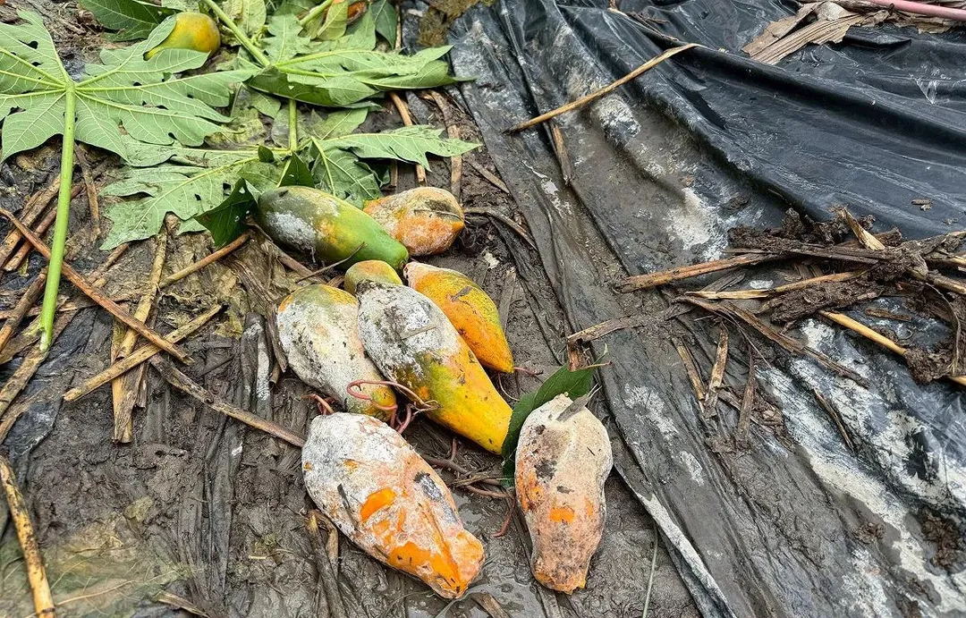 受8月下旬西南風增強與低壓帶影響，中南部地區連日降下致災性豪大雨，導致全台農林漁牧業遭受重創。（資料示意照／翻攝畫面）