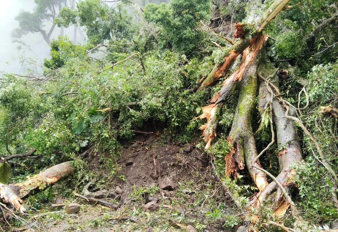台20臨105線12K+500(禮觀路段)因路樹倒塌道路阻斷無法通行，預計於今(30)日下午17時搶通。（圖／公路局提供）