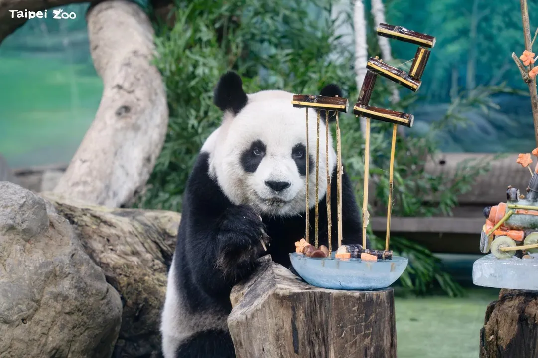 台北市立動物園大貓熊「圓圓」22歲生日。（圖／台北市立動物園提供）
