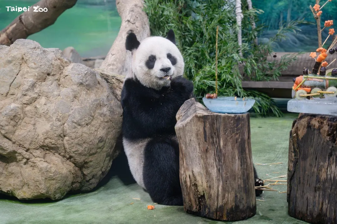 圓圓開心享用。（圖／台北市立動物園提供）