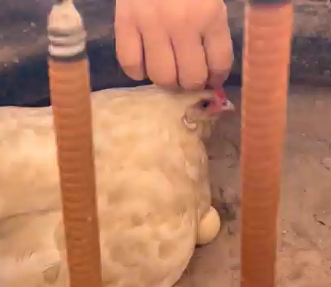 孵蛋母雞性格溫馴,即便羽毛被香灰燻的灰黃也並不離開。(圖/中天新聞)