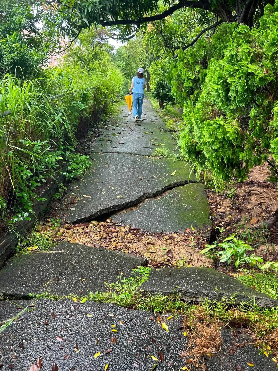 青春嶺頂端步道已嚴重龜裂傾斜。（圖／翻攝自山明里里長陳阿子臉書）