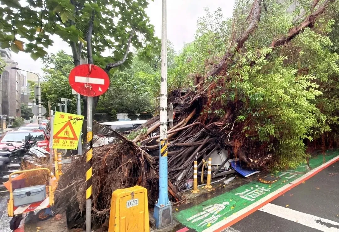 北市大安區一棵巨大路樹突然倒塌。（圖／翻攝畫面）