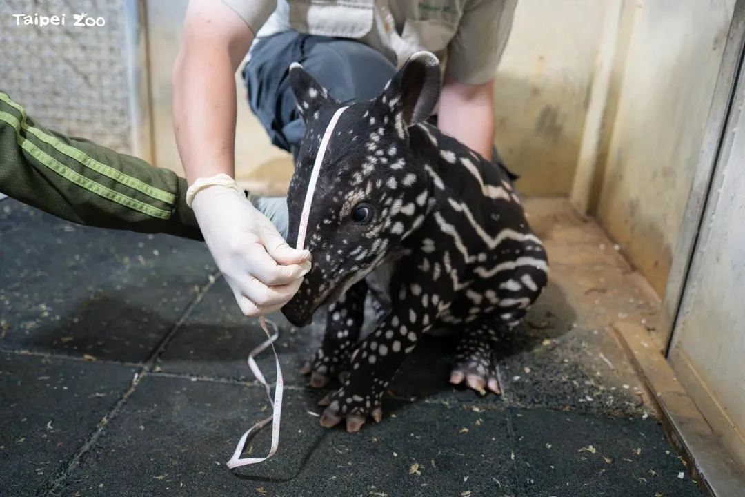 台北市立動物園新出生的馬來貘寶寶已經2週大，體重已經超過出生時的2倍。（圖／台北市立動物園提供）