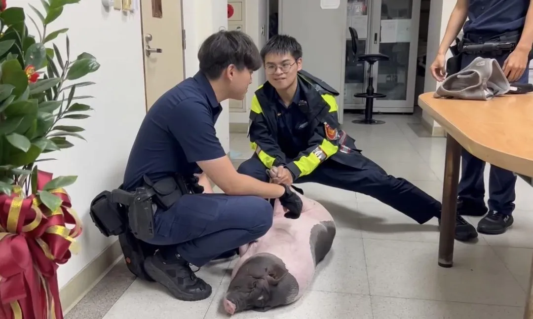 麝香豬被帶回警局暫置。(圖/翻攝畫面)