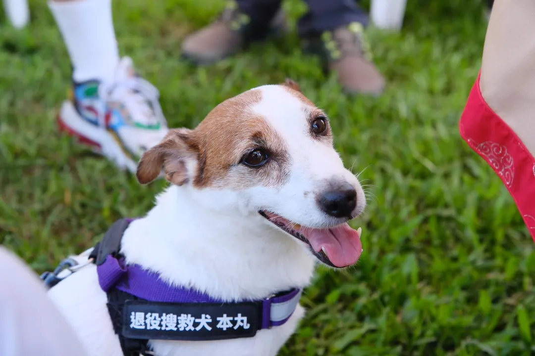 除了搜救，退役搜救犬本丸以前在隊上也是捕鼠大師。（圖／台中市政府消防局提供）
