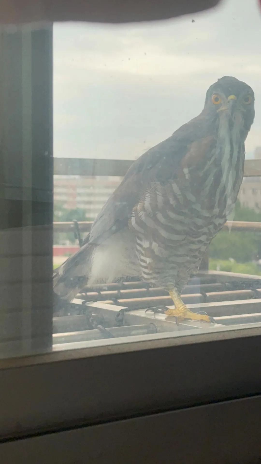 鳳頭蒼鷹睜著大眼，似乎與拍攝者四目相交。（圖／threads@libai1986授權提供）