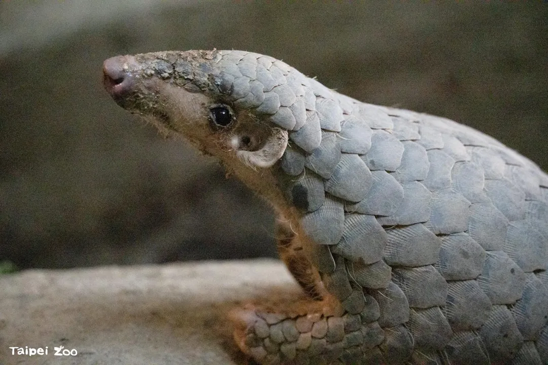穿山甲果然翁。(圖/台北市立動物園提供)