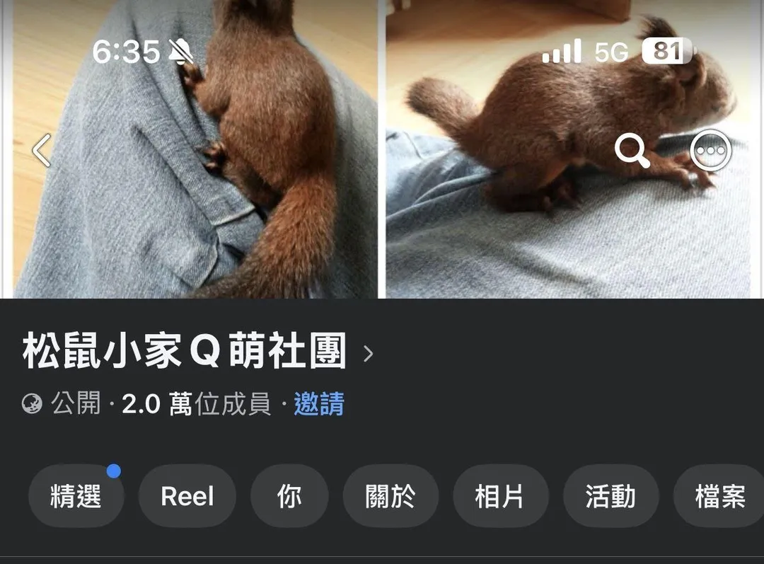臉書「松鼠小家Q萌社團」成員逾2萬人,出現赤腹松鼠送養及徵養貼文。(圖/新北市動保處)