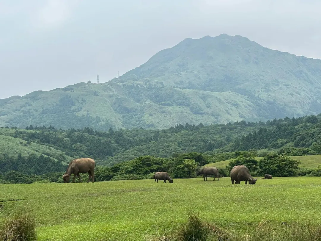陽明山。(示意圖/翻攝自陽明山國家公園臉書)