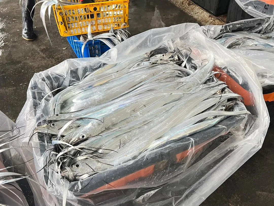 東北角海岸白帶魚漁汛期登場，漁民捕撈的銀燦燦魚獲在陽光映照下格外耀眼（圖／新北市政府漁業及漁港事業管理處）