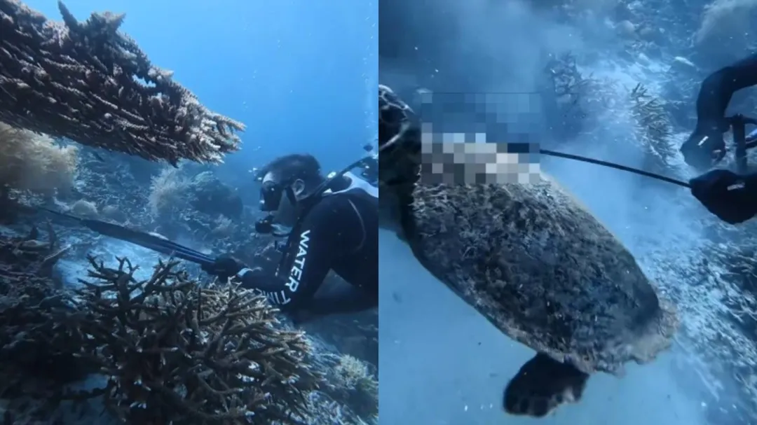 傳大陸籍自由潛水教練在印尼獵殺瀕危海龜。(圖/翻攝揚子晚報)