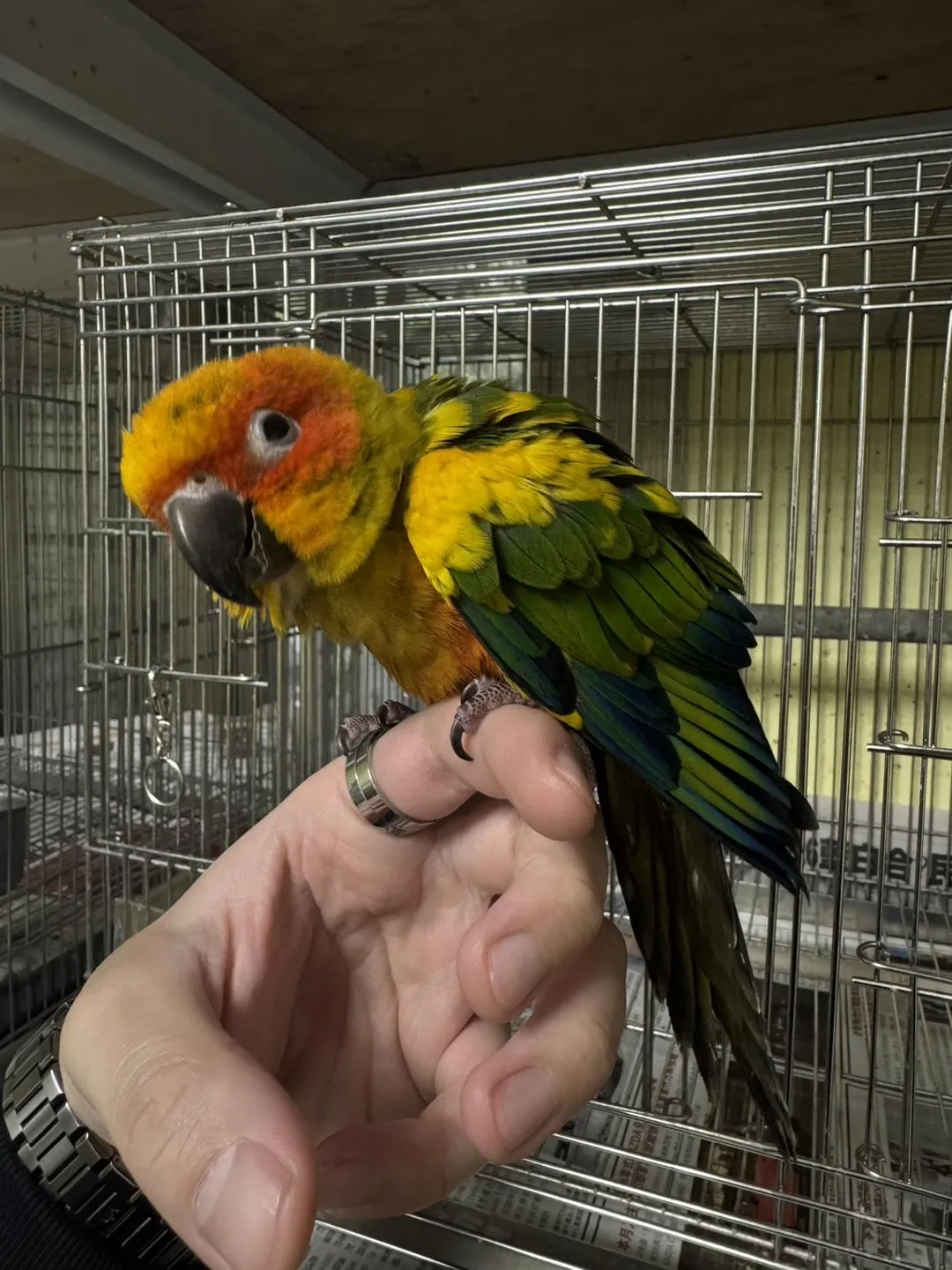收容親人的金太陽鸚鵡。（圖／新北市政府動物保護防疫處）