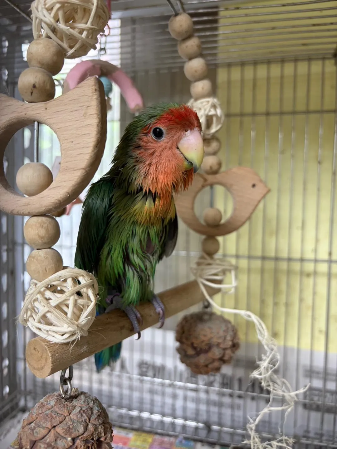 遭遇黏鼠板已康復的愛情鸚鵡。（圖／新北市政府動物保護防疫處）