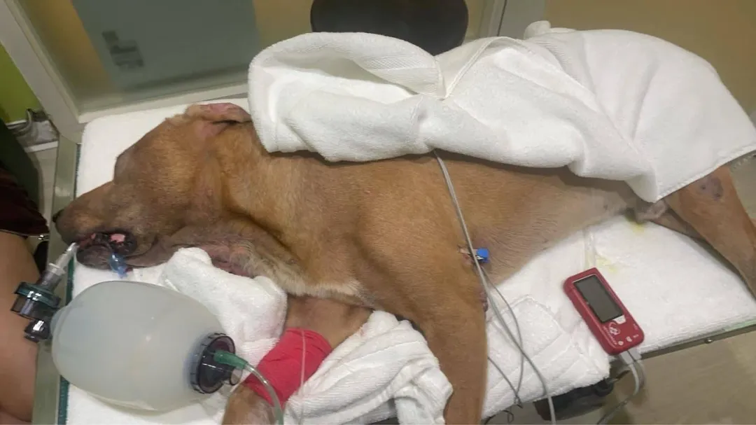 搜救犬巴薩訓練時遭雨傘節咬傷,因犬用血清不足不幸離世。(圖/翻攝「Kala-K9搜救犬卡拉」粉專)