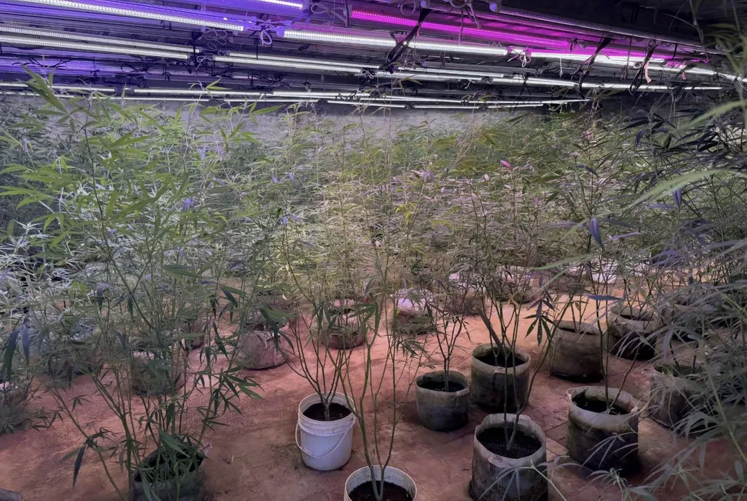 警方利用山區農場當作大麻溫室。(圖/翻攝畫面)