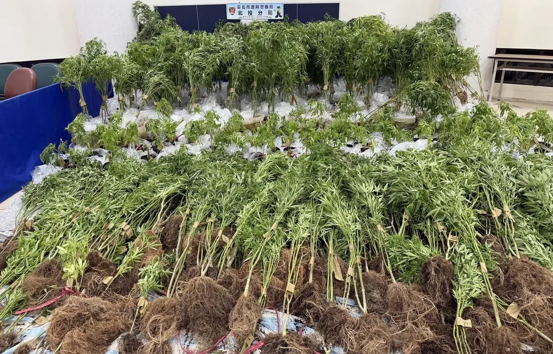 警方查扣超過5百株大麻植栽。(圖/翻攝畫面)