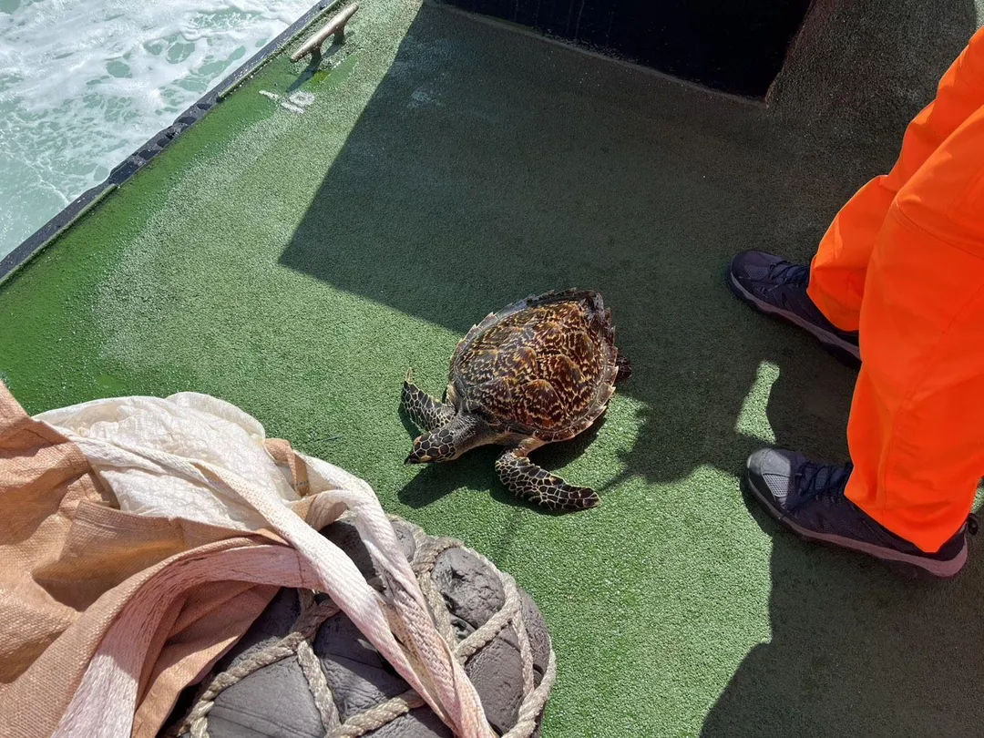 海龜獲救。（圖／恆春海巡提供）