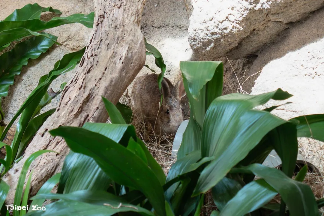 中秋節前夕，台北市立動物園收容兩隻由台灣愛兔協會在新竹與雲林救傷的雄性台灣野兔。（圖／台北市立動物園提供）
