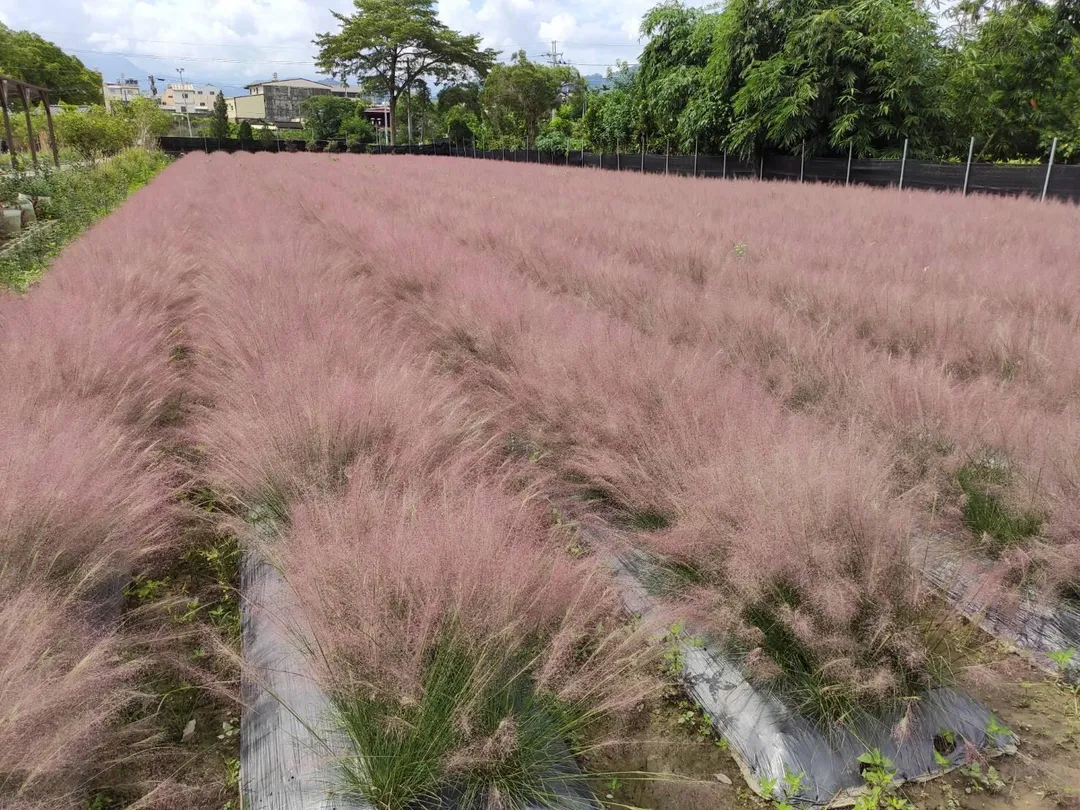 「粉黛亂子草」會對本土植物及生態造成威脅。（資料示意照／林業保育署提供）