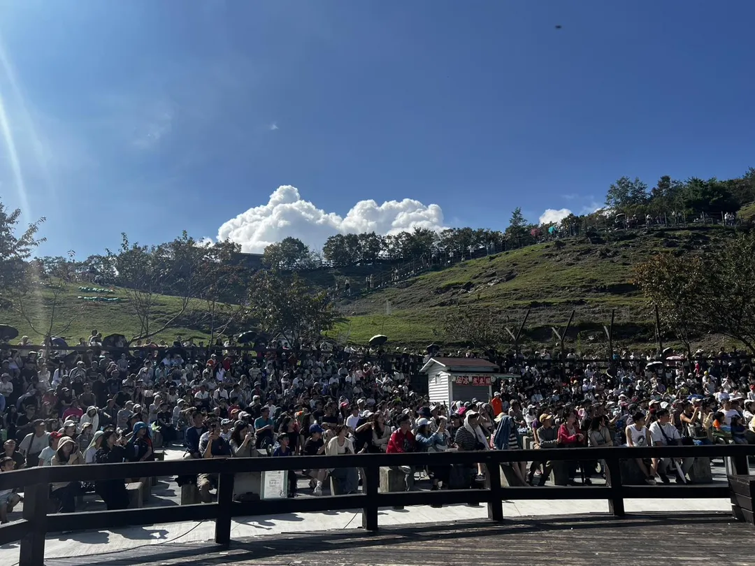 清境農場最具代表性的綿羊秀展現高人氣,連假期間青青草原湧入大批人潮,表演開始前觀眾席即座無虛席。(圖/清境農場提供)