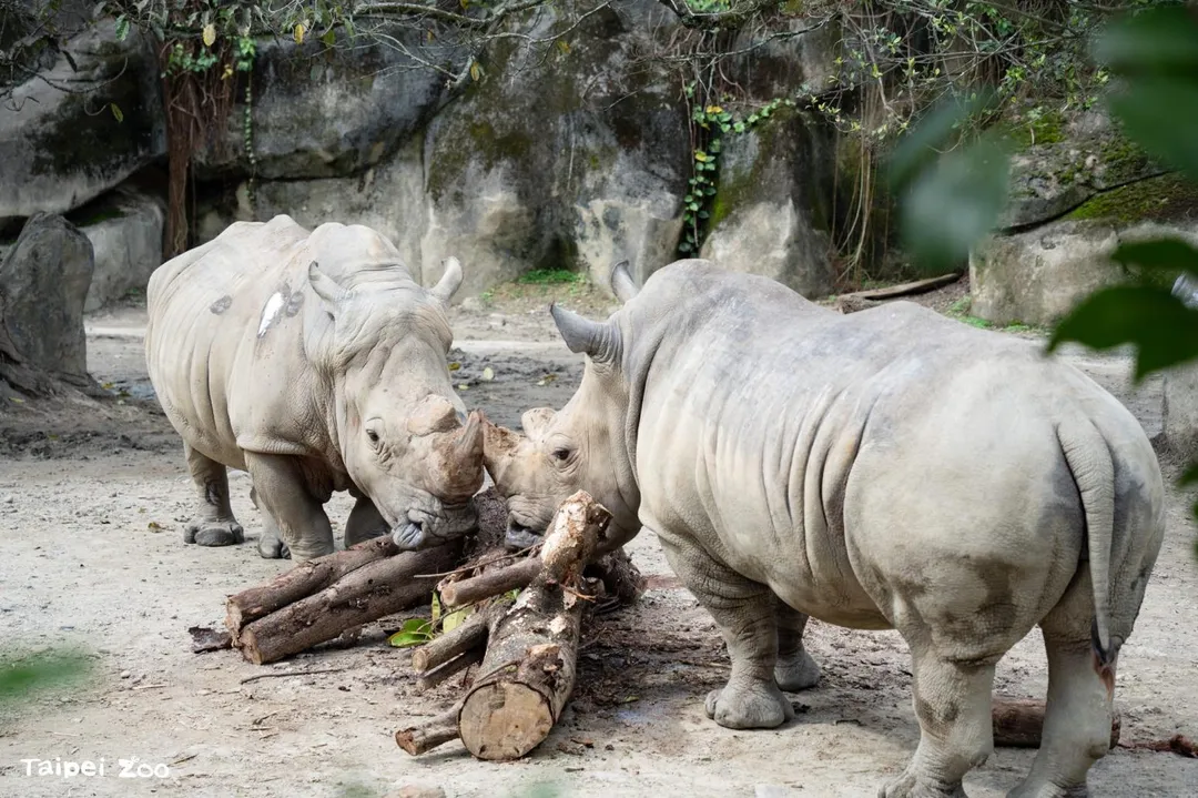 因應非洲動物區場地調整，動物園將白犀牛搬運到非洲獅旁原有的活動場。（圖／台北市立動物園）