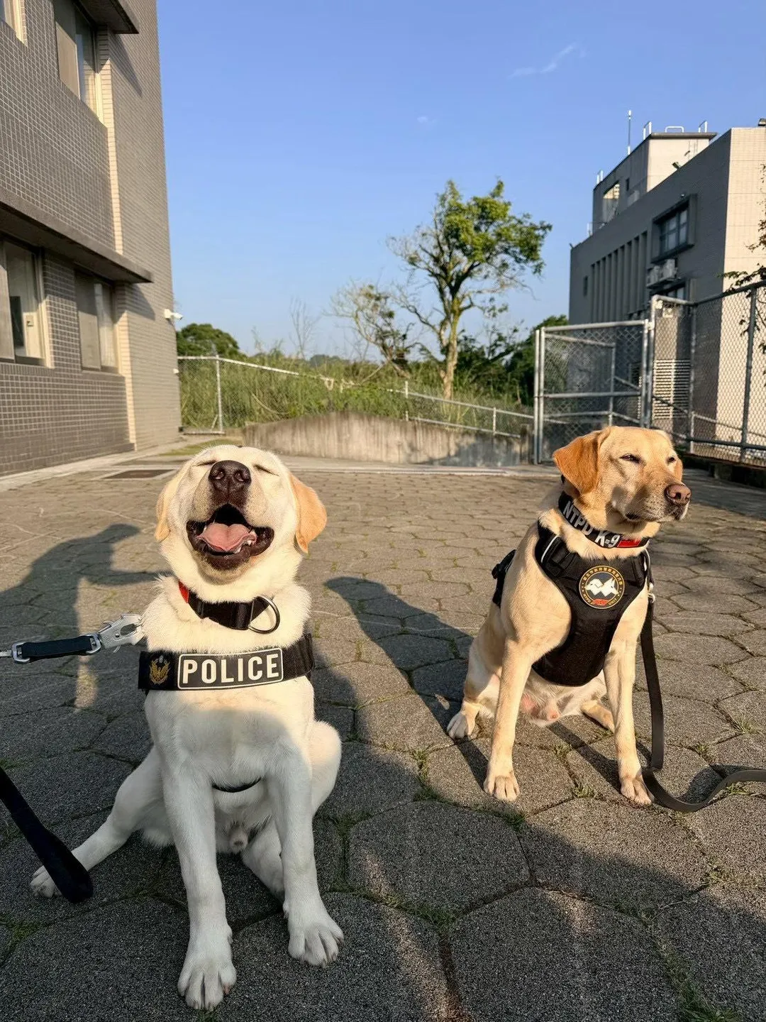 警犬露出萌萌的表情。（圖/內政部提供）