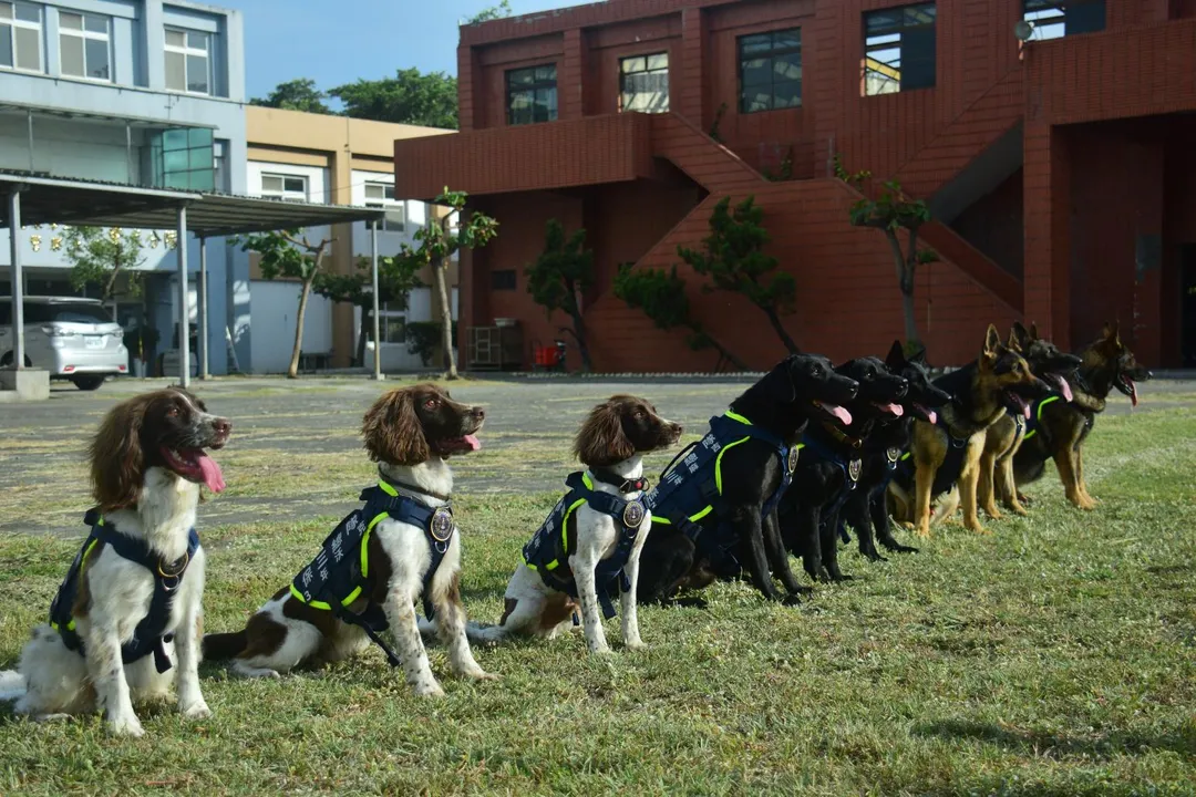 內政部表示，目前全國有5個警犬隊，共60隻警犬，是警方打擊犯罪的最佳戰友。（圖/內政部提供）
