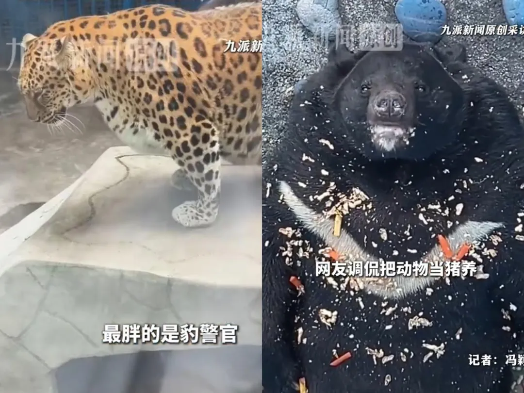 動物園近日因園內多隻動物「集體發福」登熱搜。（圖／翻攝九派新聞）