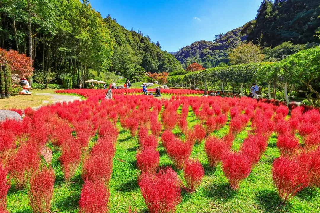 地景植物波波草轉紅，有如整片豔紅色的地毯鋪滿園區。（圖／翻攝自Facebook@愛上杉林溪）