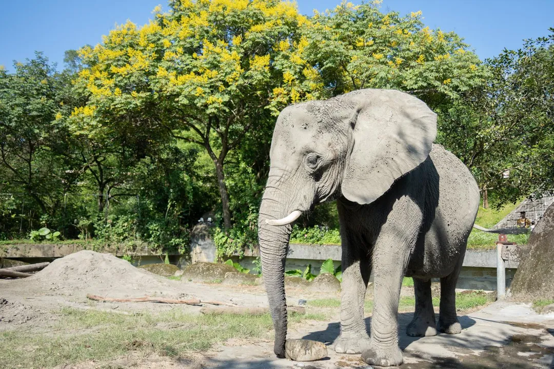 不定期提供的點心也是豐富化設計的一環。（圖／台北市立動物園提供）