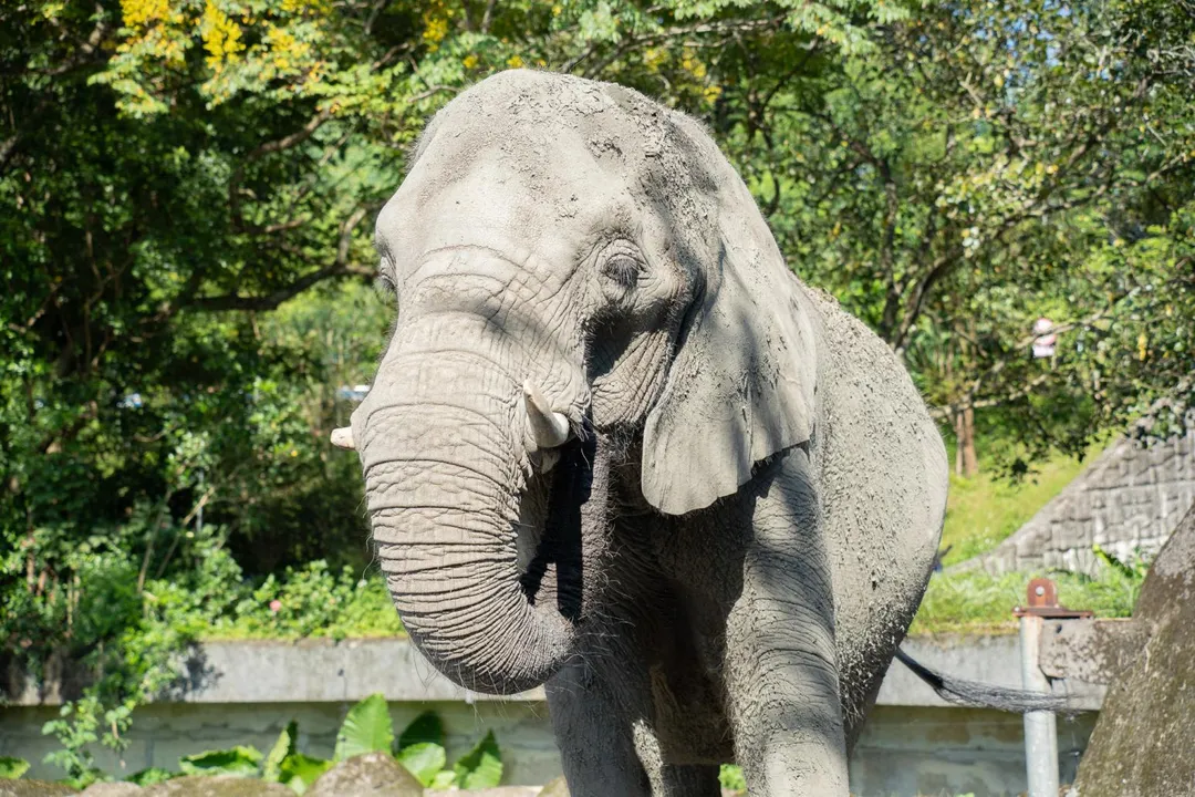 非洲象吃冰不能太急，不然也會不小心冰到象鼻。（圖／台北市立動物園提供）
