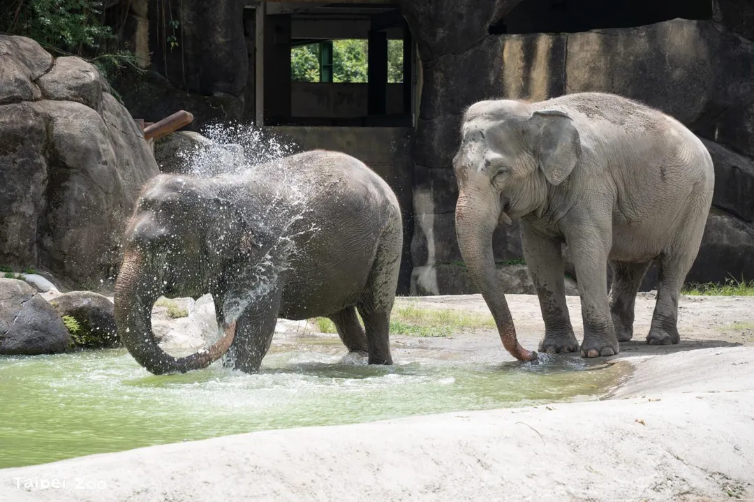 亞洲象喜歡將水或泥漿噴灑在身上調節體溫。（圖／台北市立動物園）
