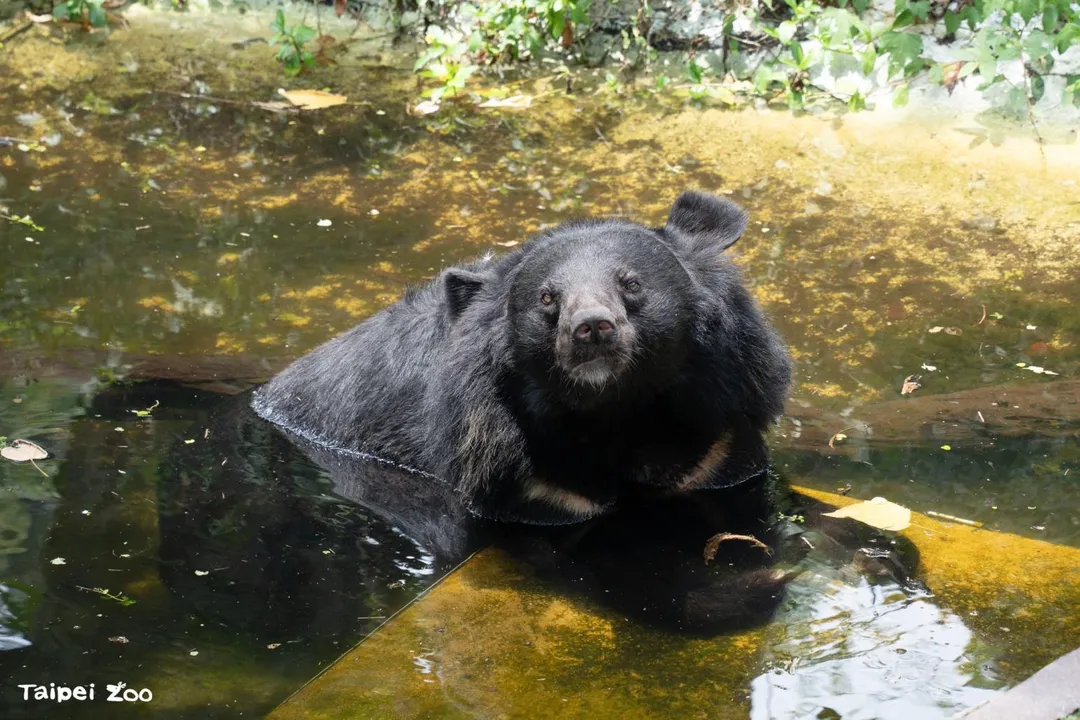 涼爽舒適的秋季，仍有機會看見黑熊泡水休息。（圖／台北市立動物園）