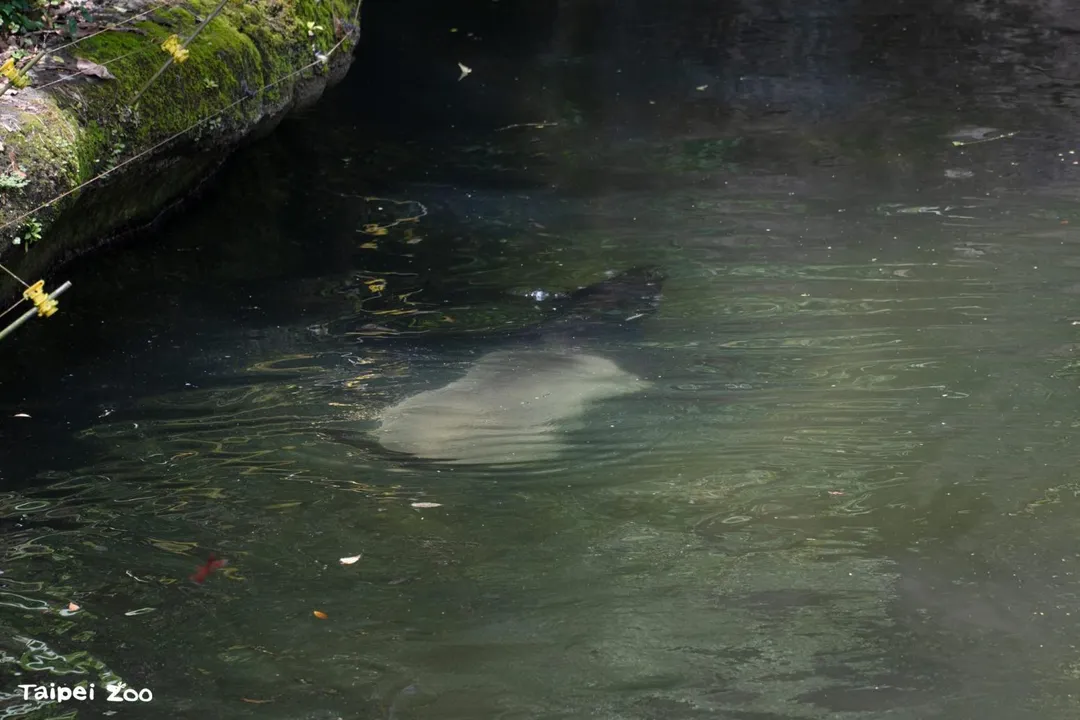 馬來貘不但擅長游泳，有時還會潛入水中。（圖／台北市立動物園）