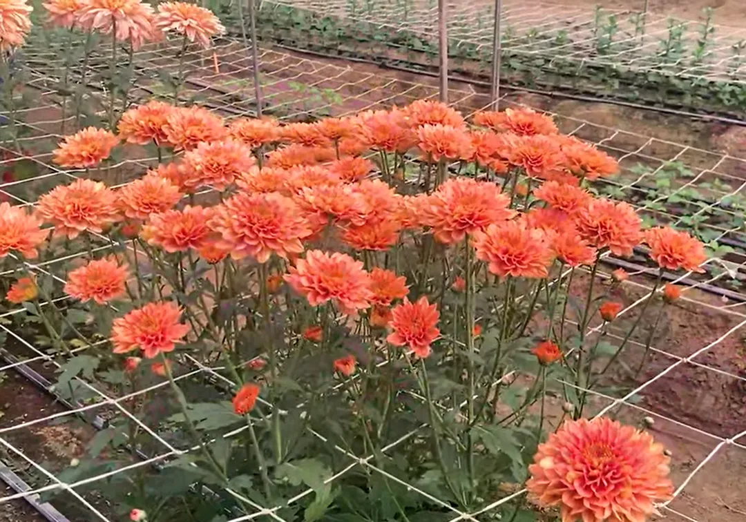 菊花自古就有長壽的吉祥寓意。（示意圖／翻攝自Facebook@農業部臺中區農業改良場）