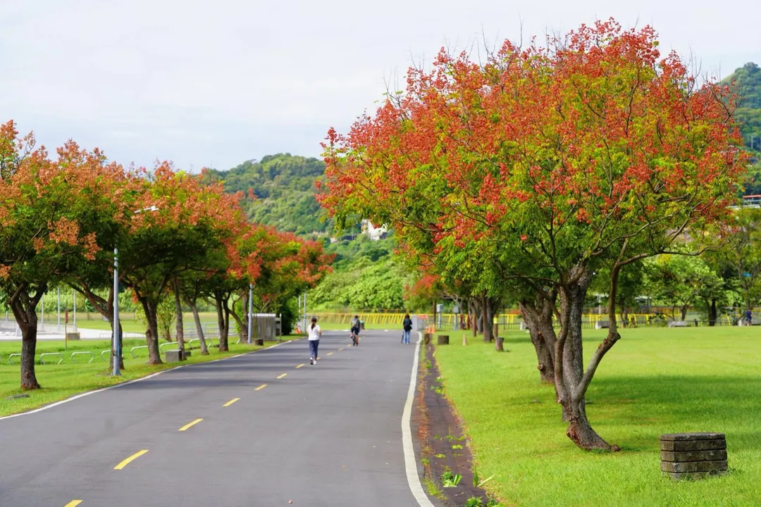 新北河濱臺灣欒樹換上浪漫新裝，粉紅蒴果妝點秋季美景。（圖／新北市政府高灘地工程管理處提供）