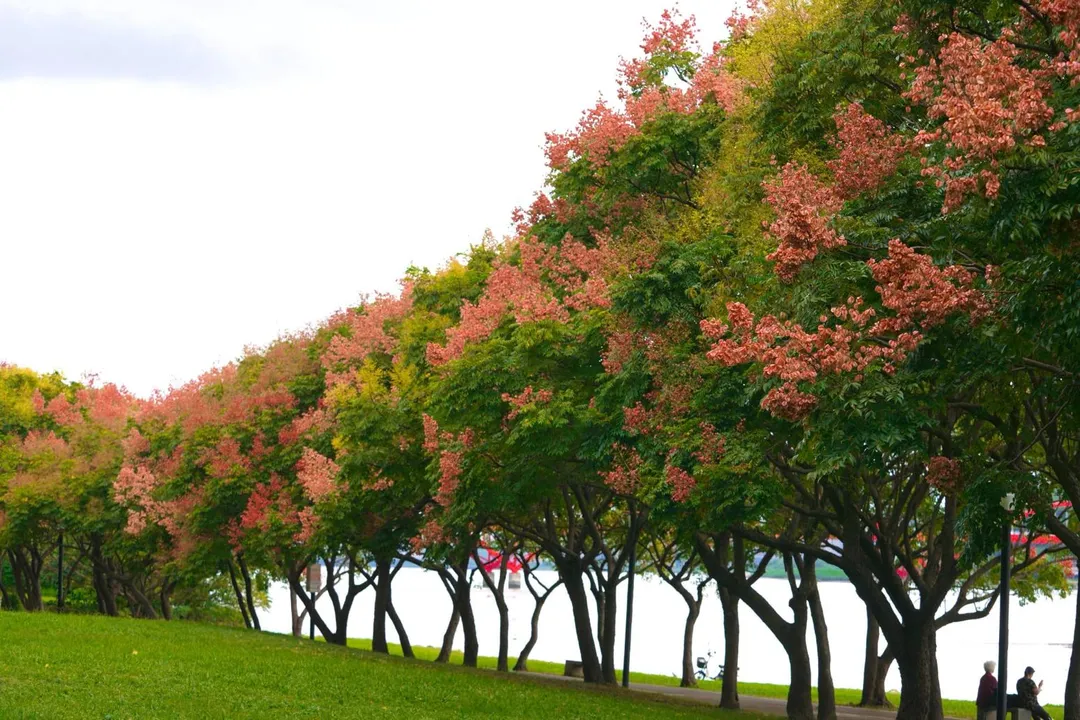 新北河濱臺灣欒樹換上浪漫新裝，粉紅蒴果妝點秋季美景。（圖／新北市政府高灘地工程管理處提供）