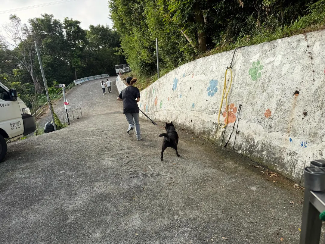 收容犬荷包蛋小跑步離開門口。（圖／新北市政府）