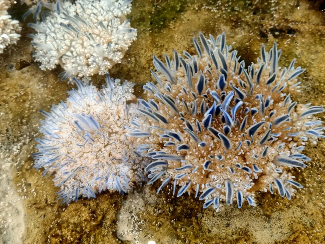 倒立水母藍紫色觸手搖曳,十分吸睛。(圖/陳俊強 提供)