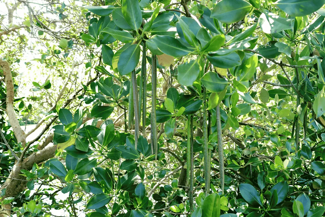 紅樹林「紅海欖」盛開白花,點綴海岸。(圖/陳俊強 提供)