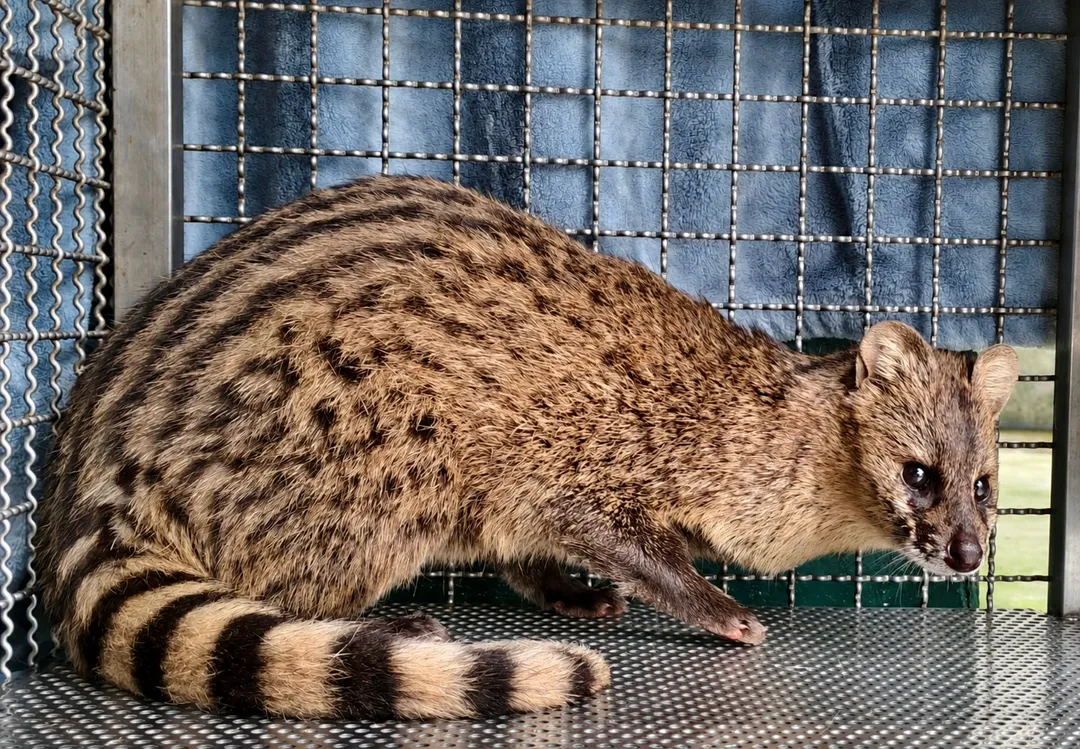 麝香貓皮毛獨特外觀十分美麗動人。（圖／新北市動保處提供）
